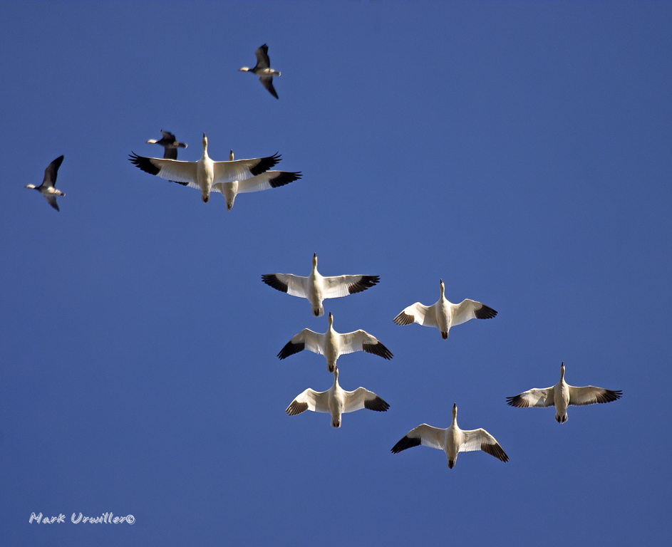 photo of snow geese in flight